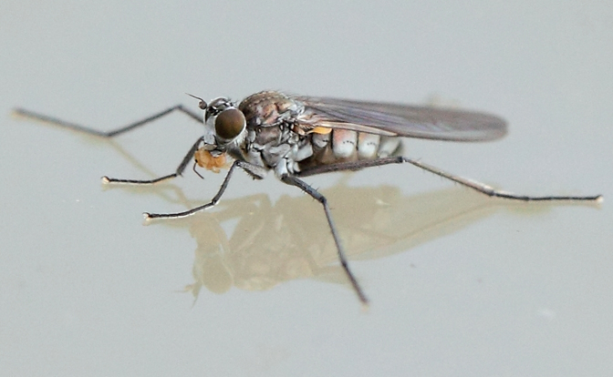 Dittero da id(Dolichopodidae?)